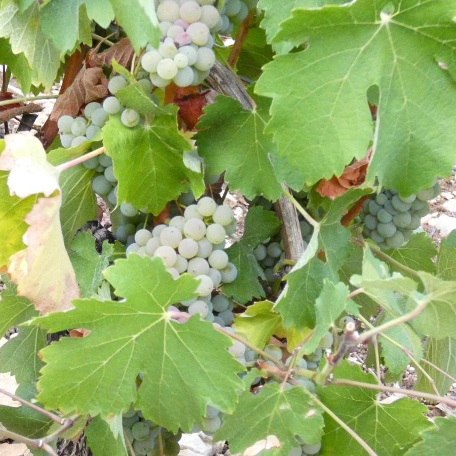 Le Logis St Pere Villa Sancerre Eksteriør bilde