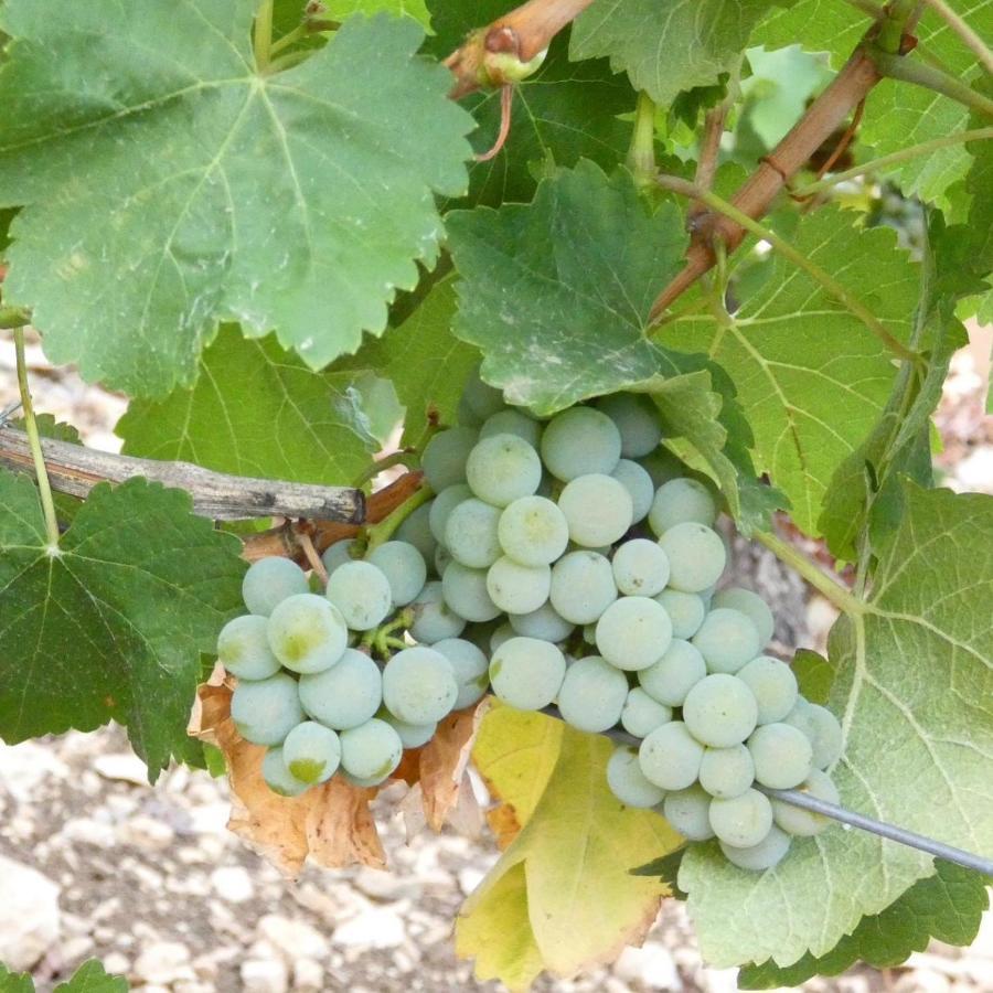 Le Logis St Pere Villa Sancerre Eksteriør bilde